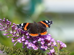 FZ020118 Battered Red Admiral (Vanessa atalanta) butterfly.jpg